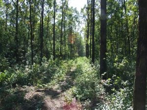 Александровскому лесу – 125 лет