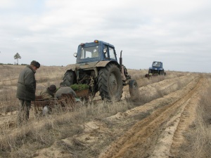 В Ростовской области зашумит листвой новый лес