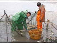 Рыбоводам Дона помогут улучшить эпизоотическую ситуацию и усилить импортозамещение 