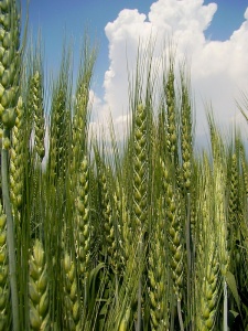 Как уберечь зерновые колосовые культуры этим летом?