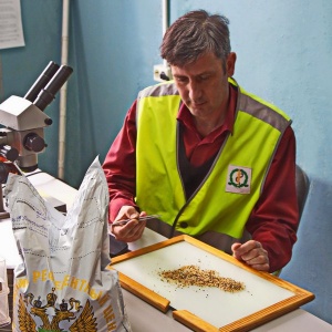 В Волгоградской области за май 2017 г. сертифицировано более 91 тонн семян