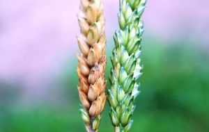 Выявлен новый возбудитель болезни колоса озимой пшеницы