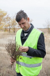 О карантине растений в Волгоградской области в октябре 2017 г.