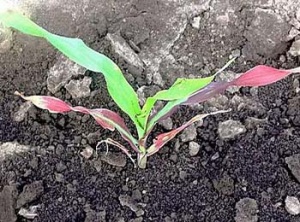 Значение уровня содержания фосфора в почве для растений
