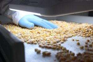 Качество зерна и зернопродуктов — специалисты Астраханского филиала повысили свою квалификацию