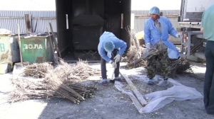 Специалистами Астраханского филиала на импортных саженцах персика выявлена шарка сливы