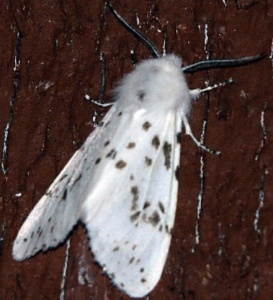 Американская белая бабочка обнаружена в установленной зоне Ростовской области